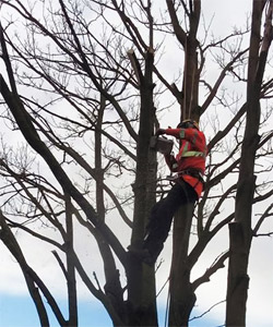 Tree Surgeons Lincoln