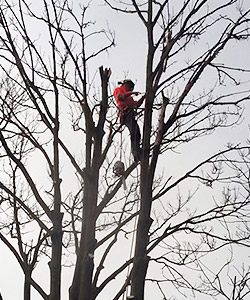 Stump Grinding Lincoln